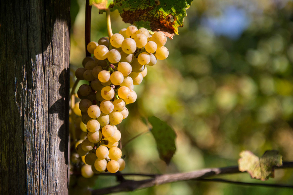 Bronner (grape variety)