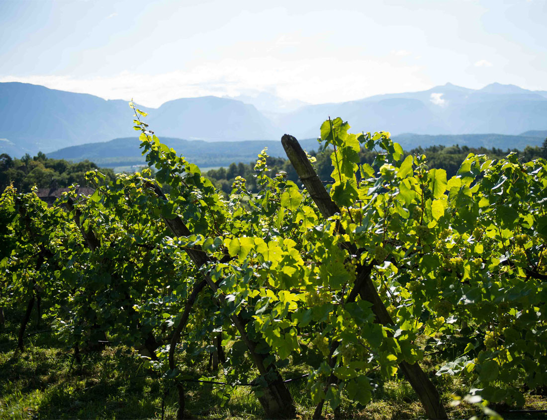 Hof Gandberg Weinberge